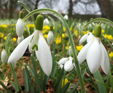 Snowdrops & Aconites - 25 of Each 